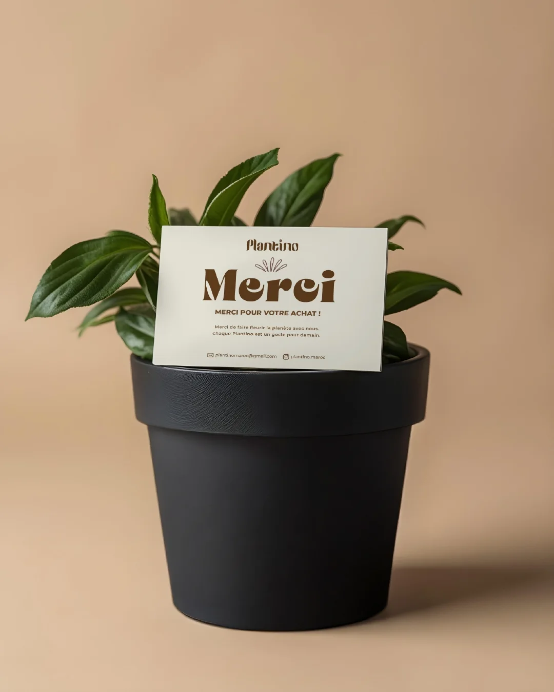 Plantino visual 7