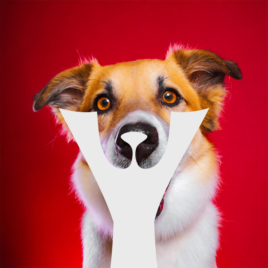 Yacin Pet visual 2